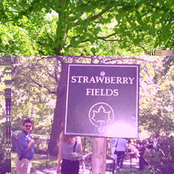 Strawberry fields